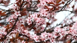 Como está seu jardim interior?